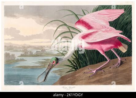 Roseate Spoonbill (Platalea ajaja), gravure de caractères aquatint par Robert Havell Jr d'après John James Audubon, 1836 Banque D'Images