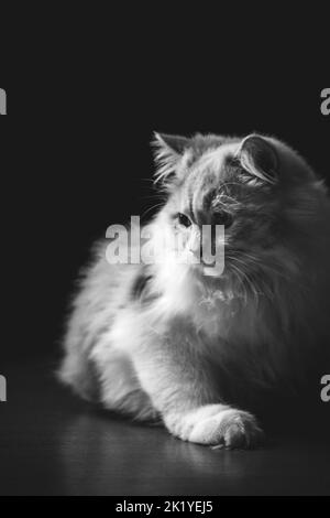 Photo en niveaux de gris d'un chat à fourrure blanc isolé sur un fond noir Banque D'Images