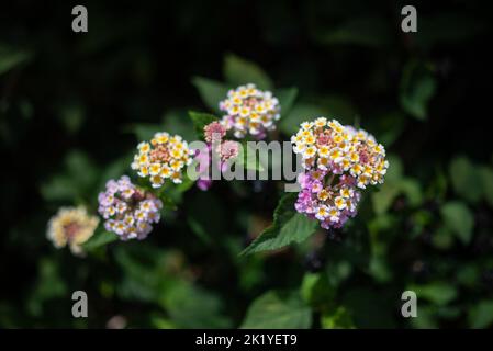 lantana aculeata fleurs blanches, de jaune et roses sur fond de feuilles vert foncé Banque D'Images