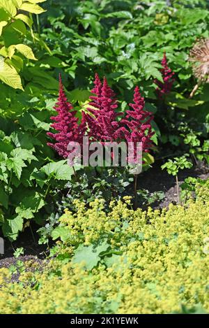 Rouge Amaranthus et Alchamilla mollis dans le jardin Banque D'Images
