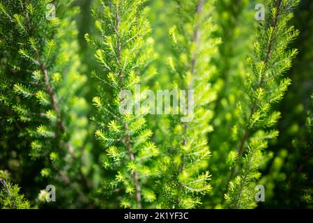 Arrière-plan de la taille de l'arbre. Erica arborea ou arbuste à feuilles persistantes Banque D'Images