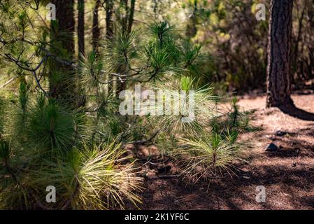 Pinus canariensis ou les jeunes pousses de pin de l'île des Canaries Banque D'Images