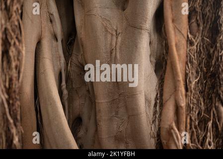 Arrière-plan de texture d'écorce principalement floue des racines aériennes de Ficus macrophylla, banyan Tree Banque D'Images