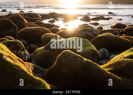 Rochers de mer verdoyants couverts d'algues au coucher du soleil. Lumière dorée dans l'eau de l'océan Banque D'Images