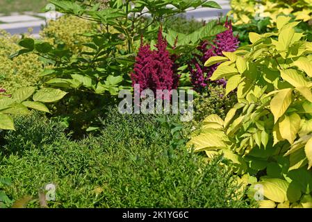 Rouge Amaranthus et Alchamilla mollis dans le jardin Banque D'Images