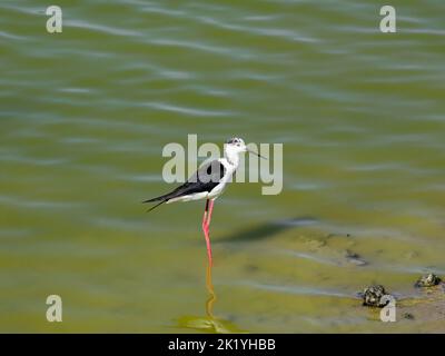 Oiseaux debout sur la rive d'un lac ou d'un étang, Cavaliere d'italia, oiseaux de zones avec un climat tropical Banque D'Images