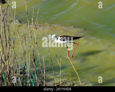 Oiseau de marche sur la rive d'un lac ou d'un étang, Cavaliere d'italia, oiseaux de zones avec un climat tropical Banque D'Images