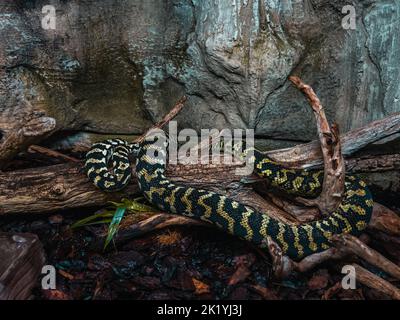 Un gros plan d'un python de tapis de jungle (Morelia spilota cheynei) en terrarium de zoo Banque D'Images