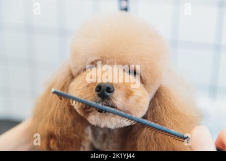 Soins pour chiens.Toilettage des chiens dans le salon. Banque D'Images