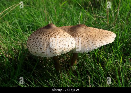 Champignons sauvages Macrolepiota Procera parasol, frais, dans un champ en Angleterre Banque D'Images