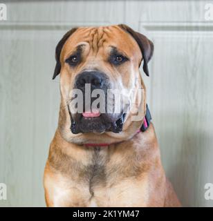 Boerboel ou Boerboel - une race de chien originaire d'Afrique du Sud, appartient au groupe des molossiens, mastiffs. Portrait en gros plan Banque D'Images