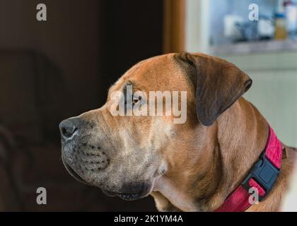 Boerboel ou Boerboel - une race de chien originaire d'Afrique du Sud, appartient au groupe des molossiens, mastiffs. Portrait en gros plan Banque D'Images