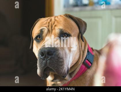 Boerboel ou Boerboel - une race de chien originaire d'Afrique du Sud, appartient au groupe des molossiens, mastiffs. Portrait en gros plan Banque D'Images