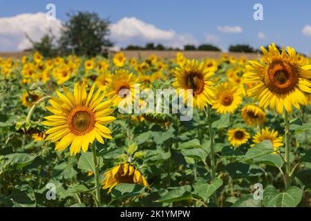 Inflorescences jaunes de tournesols de différentes formes dans un grand champ de mise au point en premier plan, champ et ciel bleu pâle nuageux sur fond hors foyer Banque D'Images