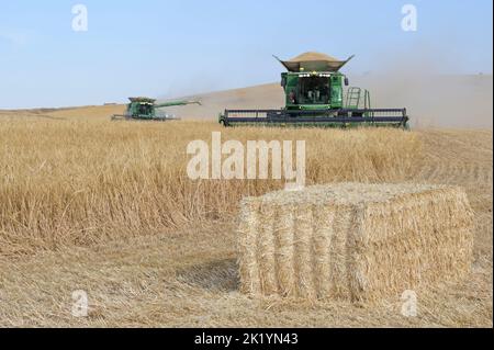 ISRAËL, région semi-aride du Negev, Ofakim, entreprise commune de production agricole de 4000 hectares de kibbutz Ruchama, Dorot und Tselim, récolte d'orge avec moissonneuse-batteuse John Deere avec pressage instantané des balles de paille / Israël, Negev Wüste, Ernte von Gerste auf einer 4000 Hektar Kibbutz Farm Banque D'Images