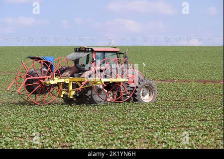 ISRAËL, ferme de kibbutz, pose de tuyau pour l'irrigation au goutte à goutte avec les eaux usées recyclées, arrière-plan système d'irrigation sprinkleur en cercle pivot dans le champ de coton / ferme de Kibutz, Verlegen von Schläuchen für Tröpchenbewässerung mit aufbereitetem Schmutzwasser im Baumwoldfeld , hintergrund pivot Kreisbewässerung Banque D'Images