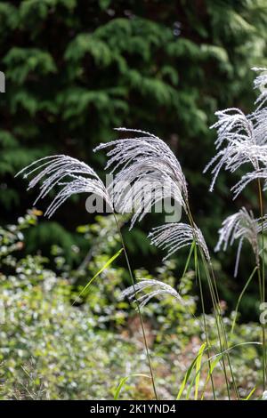Herbe ornementale Miscanthus sinensis 'Nishidake' - fleurs argentées blanches et feutres maintenues au-dessus du feuillage Banque D'Images