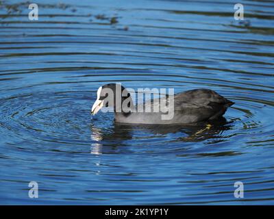 En automne, les Coots se nourrissent plus collectivement, bien que tous les oiseaux résidents puissent être ouverts à une explosion agressive. Banque D'Images