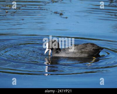 En automne, les Coots se nourrissent plus collectivement, bien que tous les oiseaux résidents puissent être ouverts à une explosion agressive. Banque D'Images