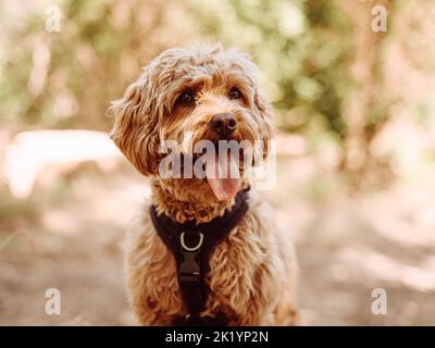 Le chien de Cavapoo portant un harnais noir assis en position stable avec la langue vers l'extérieur, en regardant vers le côté gauche. Chien femelle à fourrure curly assis sur le ventre dans les bois. Banque D'Images