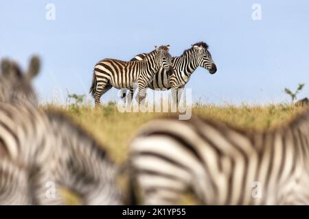 Deux zèbres de plaines, equus quagga, se tiennent à l'horizon à Masai Mara, au Kenya. Le mouvement flou du troupeau en train de se déplacer est visible au premier plan. Banque D'Images