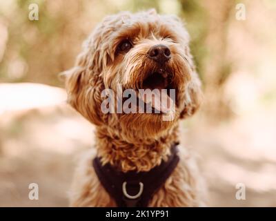 Le chien de Cavapoo portant un harnais noir assis en position stable avec la langue vers l'extérieur, en regardant vers le côté gauche. Chien féminin en fourrure curly assis dans les bois. Banque D'Images