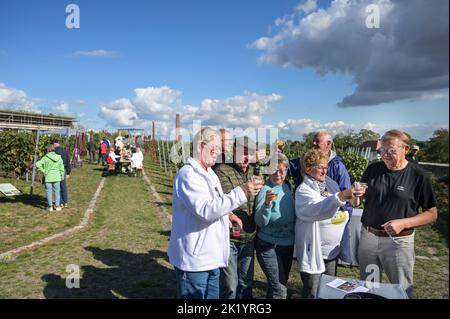 Bernburg, Allemagne. 21st septembre 2022. Les visiteurs ont goûté les nouveaux Federweissers au vignoble de démonstration de Bernburg. L'Université des sciences appliquées d'Anhalt a invité tous les amateurs de vin à son vignoble d'enseignement et d'expérimentation 'Waladala' pour une dégustation de Federweisser. Credit: Heiko Rebsch/dpa/Alay Live News Banque D'Images