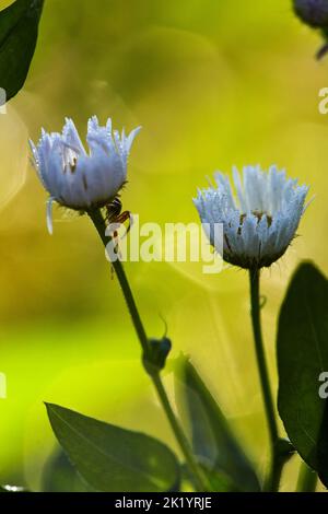 Petite araignée sur fleur de camomille. Araignée de crabe de fleur. Banque D'Images