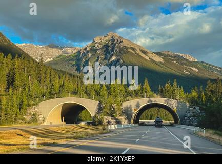 Animal bridge on highway through Banff National Park, Canada. Stock Photo