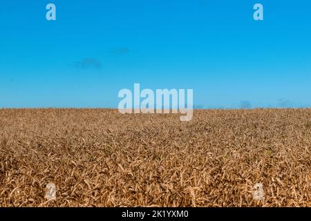 Wheat field against the blue sky on a sunny day. Stock Photo