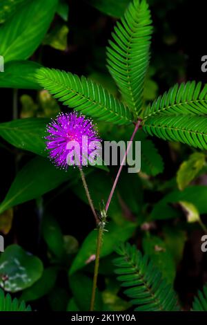Mimosa pudica fleur pourpre pousse beaucoup dans la jungle ou l'environnement tropical de l'Asie Banque D'Images