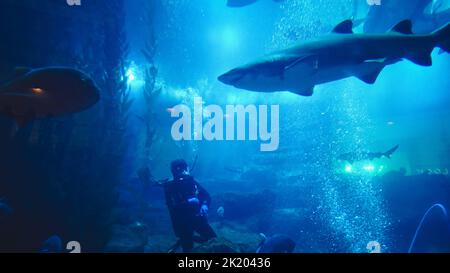 Requins exposés dans le centre commercial de Dubaï. Banque D'Images