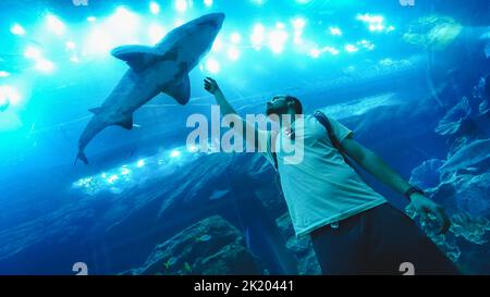 Requins exposés dans le centre commercial de Dubaï. Banque D'Images