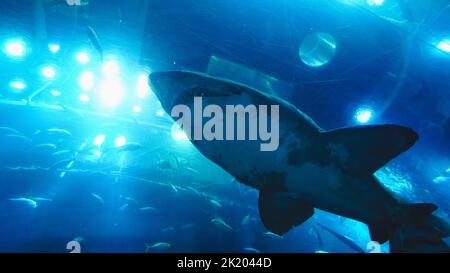 Requins exposés dans le centre commercial de Dubaï. Banque D'Images