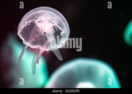 Gelées de lune translucides (Aurelia aurita) sous une lumière colorée à l'aquarium de Géorgie dans le centre-ville d'Atlanta, Géorgie. (ÉTATS-UNIS) Banque D'Images