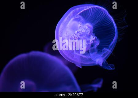 Gelées de lune translucides (Aurelia aurita) sous une lumière colorée à l'aquarium de Géorgie dans le centre-ville d'Atlanta, Géorgie. (ÉTATS-UNIS) Banque D'Images