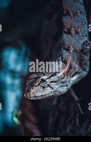 Un cliché vertical d'un lézard rampant dans un arbre Banque D'Images