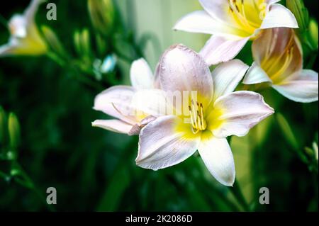 Fleurs de nénuphars Hemerocallis Catherine Woodbury en gros plan dans le jardin. Fond naturel naturel de fleurs. Copier l'espace Banque D'Images