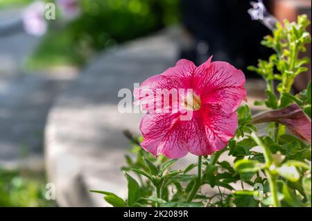 Pétunia atkinsiana hybrida grandiflora fleurs violettes rose vif en fleur, plante à fleurs en balcon, feuilles vertes. Copier l'espace. Banque D'Images