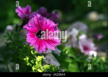 Pétunia atkinsiana hybrida grandiflora fleurs violettes rose vif en fleur, plante à fleurs en balcon, feuilles vertes. Copier l'espace Banque D'Images