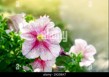 Pétunia atkinsiana hybrida grandiflora fleurs violettes rose vif en fleur, plante à fleurs en balcon, feuilles vertes. Copier l'espace. Banque D'Images