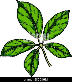 Feuille de ginseng sauvage tirée à la main isolée sur fond blanc. Illustration de vecteur botanique dans un style d'esquisse coloré pour l'emballage, le logo, l'artic scientifique Illustration de Vecteur