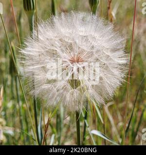 WESTERN Salsify (Tragopogon spp.), près de Denver, Colorado, États-Unis Banque D'Images