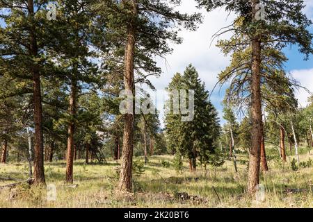 Staunton State Park, Colorado, États-Unis Banque D'Images