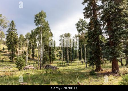 Écosystème montagnard, tremble et conifères, Staunton State Park, Colorado, États-Unis Banque D'Images