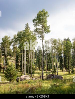 Écosystème montagnard, tremble et conifères, Staunton State Park, Colorado, États-Unis Banque D'Images