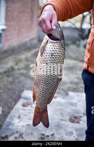 La femme tient un de poisson de carpe dehors. Cuisine pour le dîner à l'extérieur, concept pique-nique. Banque D'Images