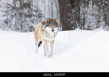 Loup debout dans la neige dans un magnifique paysage d'hiver Banque D'Images