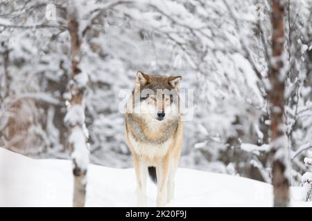 Beau loup debout dans la neige dans la belle forêt d'hiver Banque D'Images