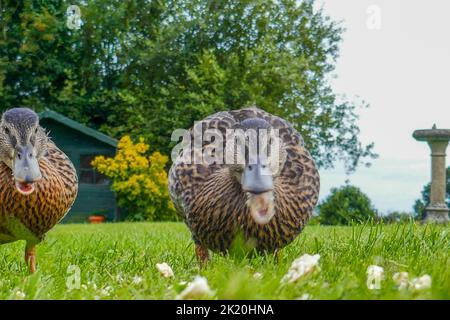 Un gros plan en nourrissant des canards sur la pelouse Banque D'Images